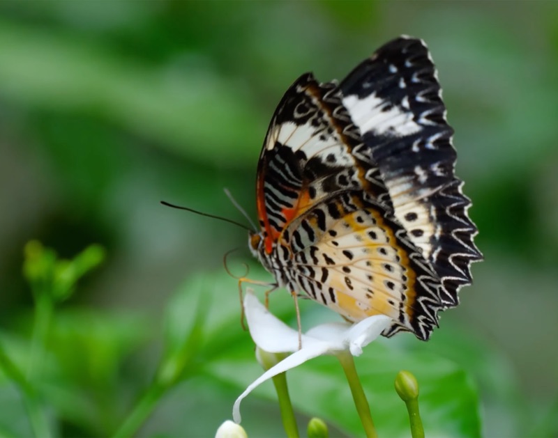 The Insect Kingdom Documentary